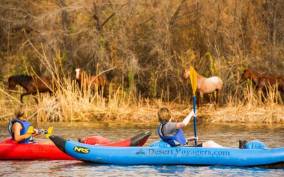 Phoenix & Scottsdale: Lower Salt River Kayaking Tour