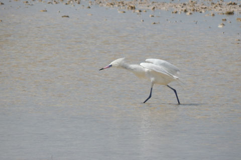 Isla Blanca: 4-Hour Private Expedition Bike &amp; Boat Tour