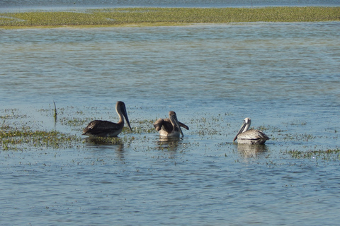 Isla Blanca: 4-Hour Private Expedition Bike &amp; Boat Tour