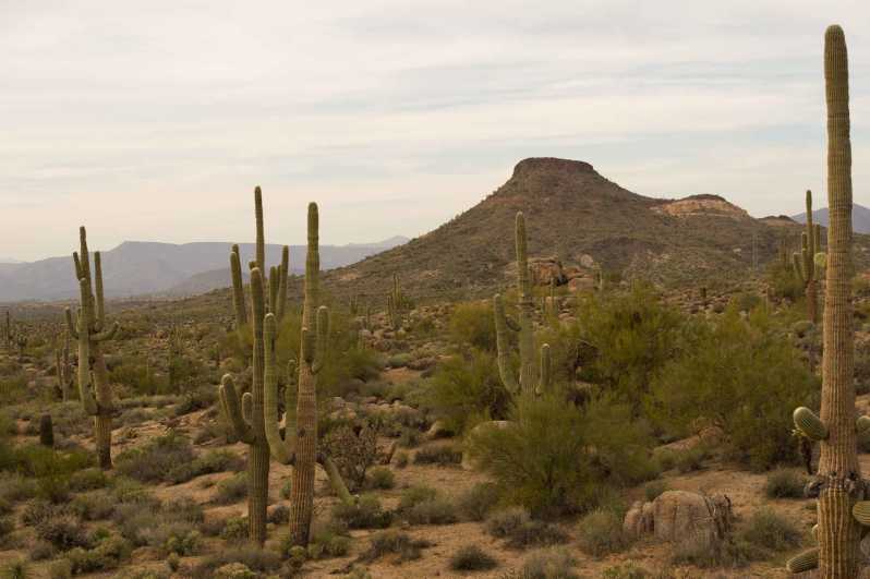 Scottsdale: Excursie de o jumătate de zi în deșertul Sonoran pentru drumeții de jumătate de zi