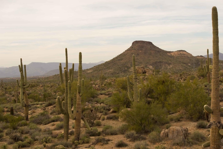 Scottsdale : Demi-journée de randonnée dans le désert de Sonoran
