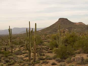 Scottsdale: Halbtägige Sonora-Wüstenwanderung Scottsdale: Halbtägige Sonora-Wüstenwanderung