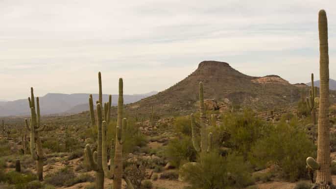 scottsdale halfday sonoran desert hiking tour