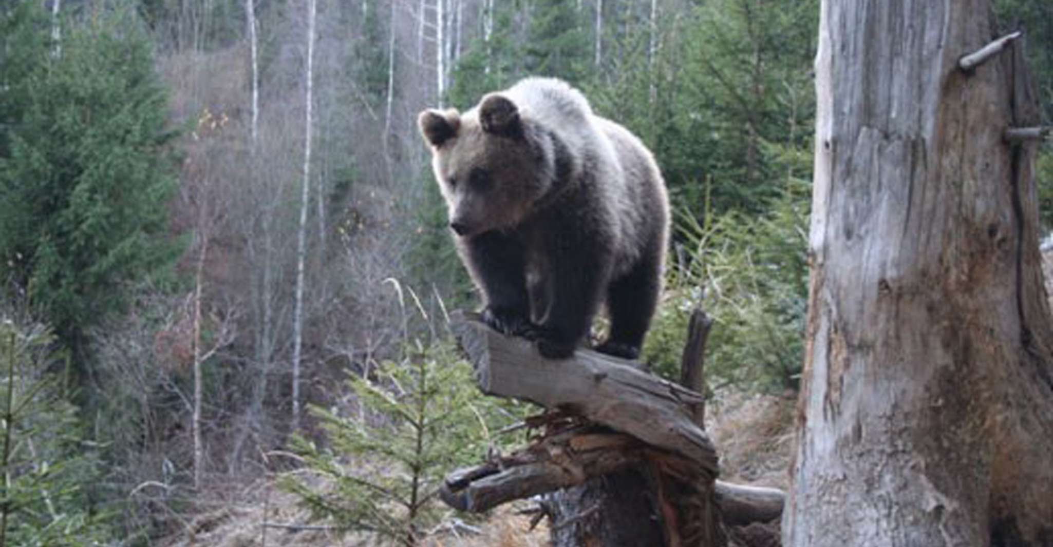 Brasov: Brown Bear & Wildlife Watching photo 1