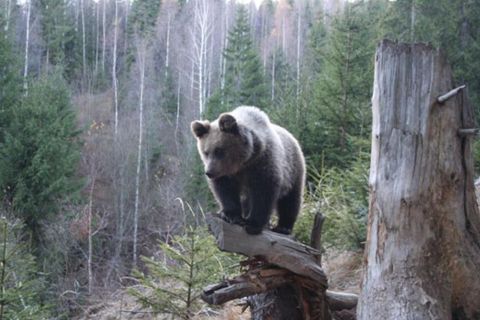 Brasov: orso bruno e osservazione della fauna selvatica
