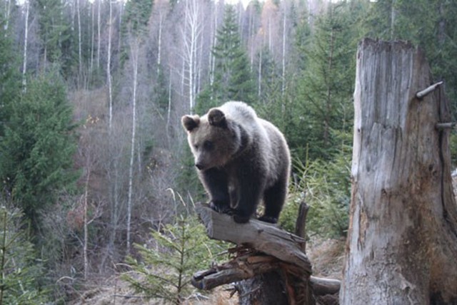Visit Brasov Brown Bear & Wildlife Watching in Brasov