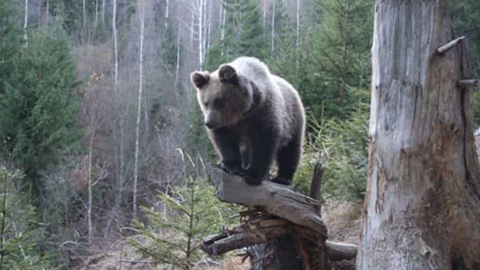 brasov oso pardo y observación de la fauna