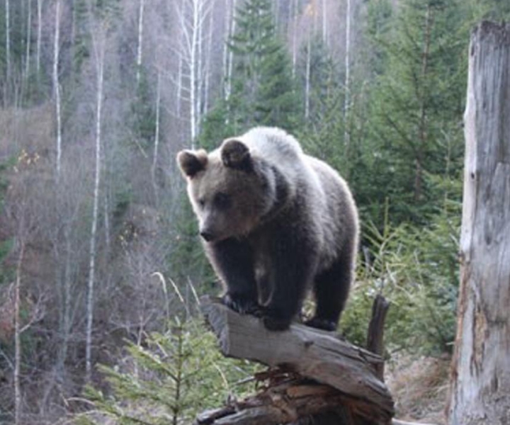 Brasov: Brown Bear & Wildlife Watching