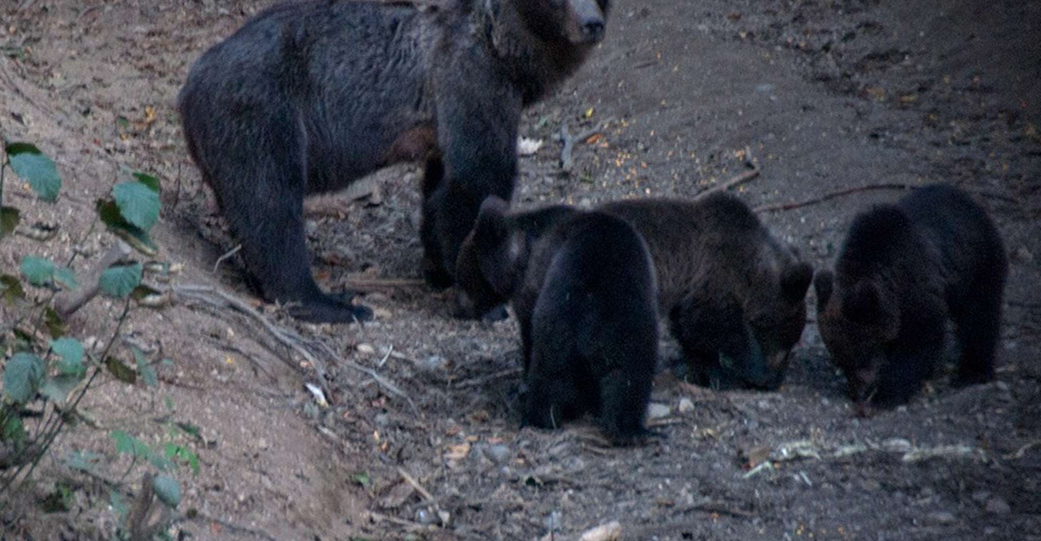 Brasov: Brown Bear & Wildlife Watching photo 3