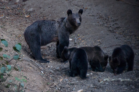 Brasov: Brown Bear & Wildlife Watching