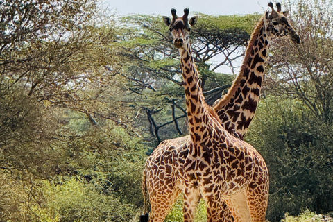 Nairobi Park Safari, Sheldrick's Orphanage & Giraffe Center Shared Drive in Open-Roof Van Game Drive