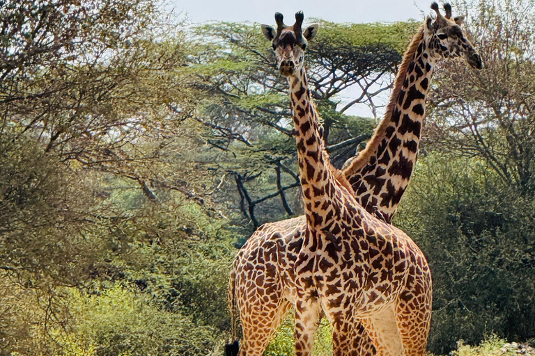 Nairobi Park Safari, Sheldrick's Orphanage & Giraffe Center Shared Drive in Open-Roof Van Game Drive