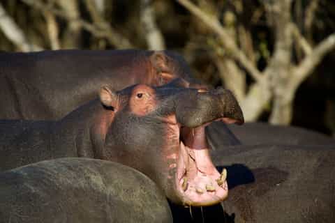 St Lucia: Hippopotamus and Crocodile Estuary Boat Cruise