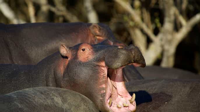 st lucia hippopotamus and crocodile estuary boat cruise