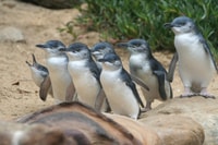 Phillip Island, Penguins and Wildlife Full-Day Tour - Housity