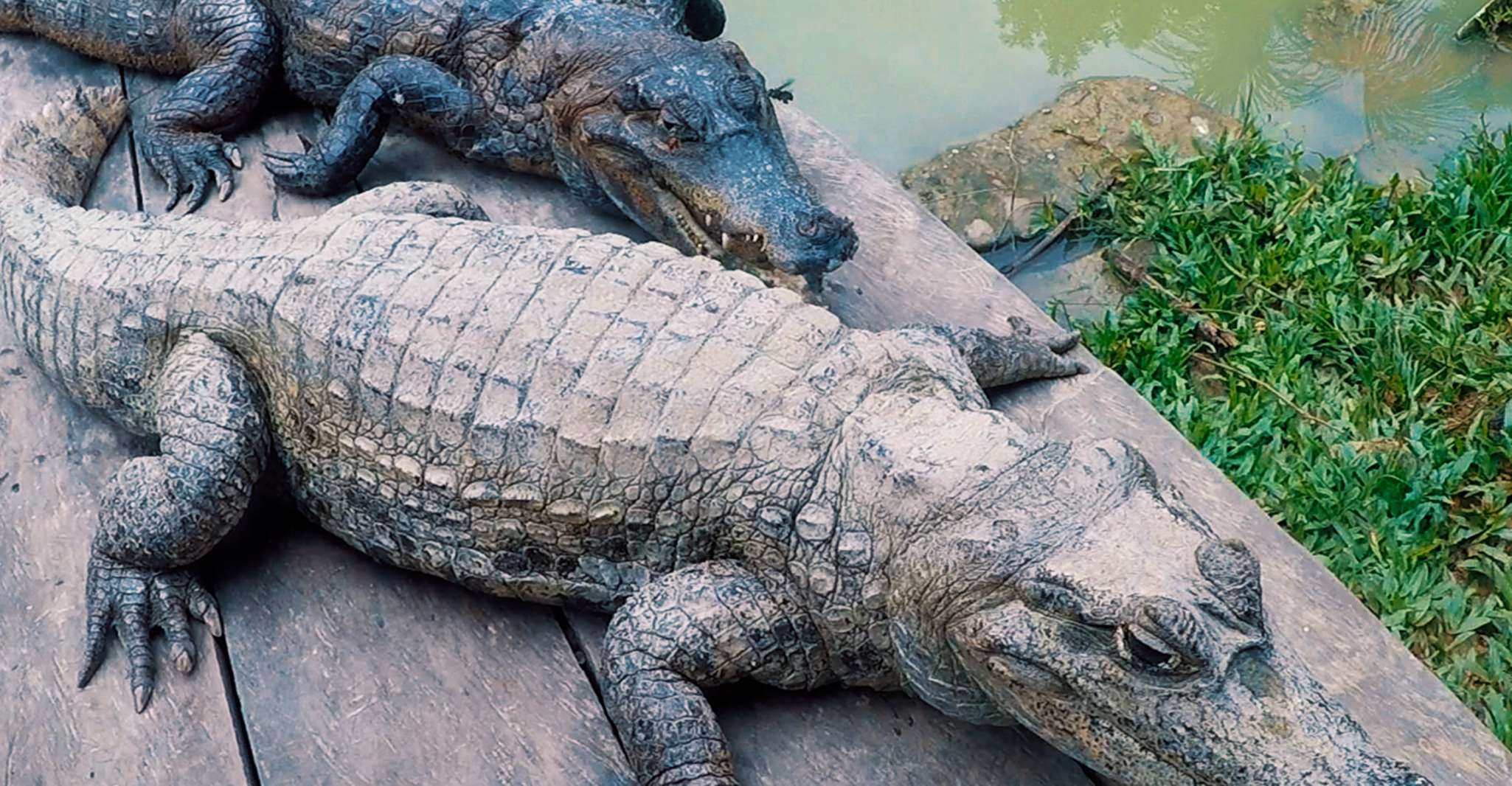 Iquitos, Excursão Guiada à Vida Selvagem Maravilhosa de 6 Horas - Hizvo