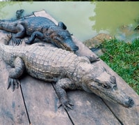 Iquitos, Visita guiada de 6 horas por la vida silvestre - Hizvo