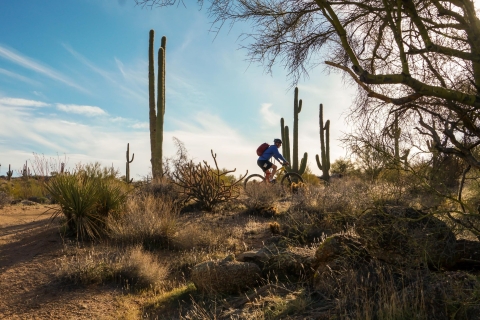 Scottsdale: Excursión de Medio Día en Bicicleta de Montaña por el Desierto de Sonora