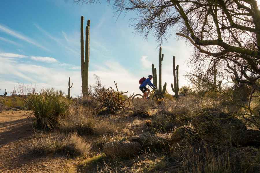 Scottsdale: Halbtägige Mountainbike-Tour durch die Sonoran-Wüste. Foto: GetYourGuide