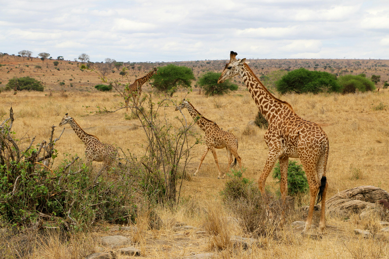 Safari med övernattning till Tsavo East National Park från Mombasa