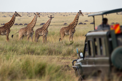 4-Day Migration Calving Season Safari (December - March)