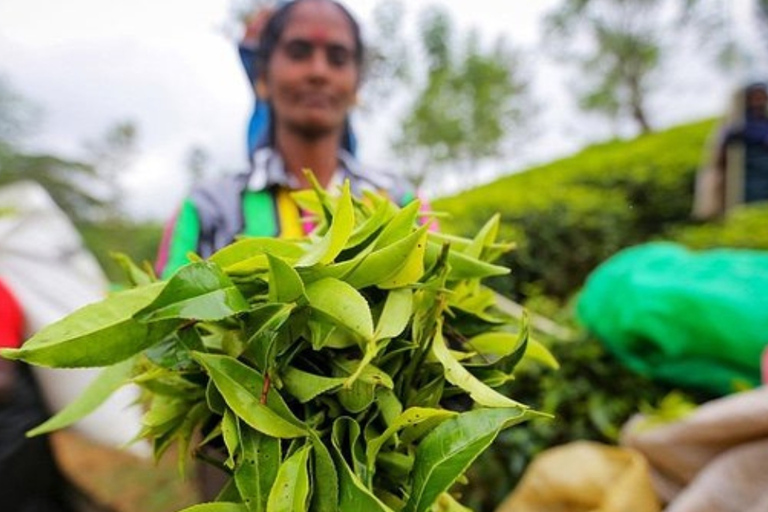 Kandy en Nuwara Eliya: tweedaagse tour!