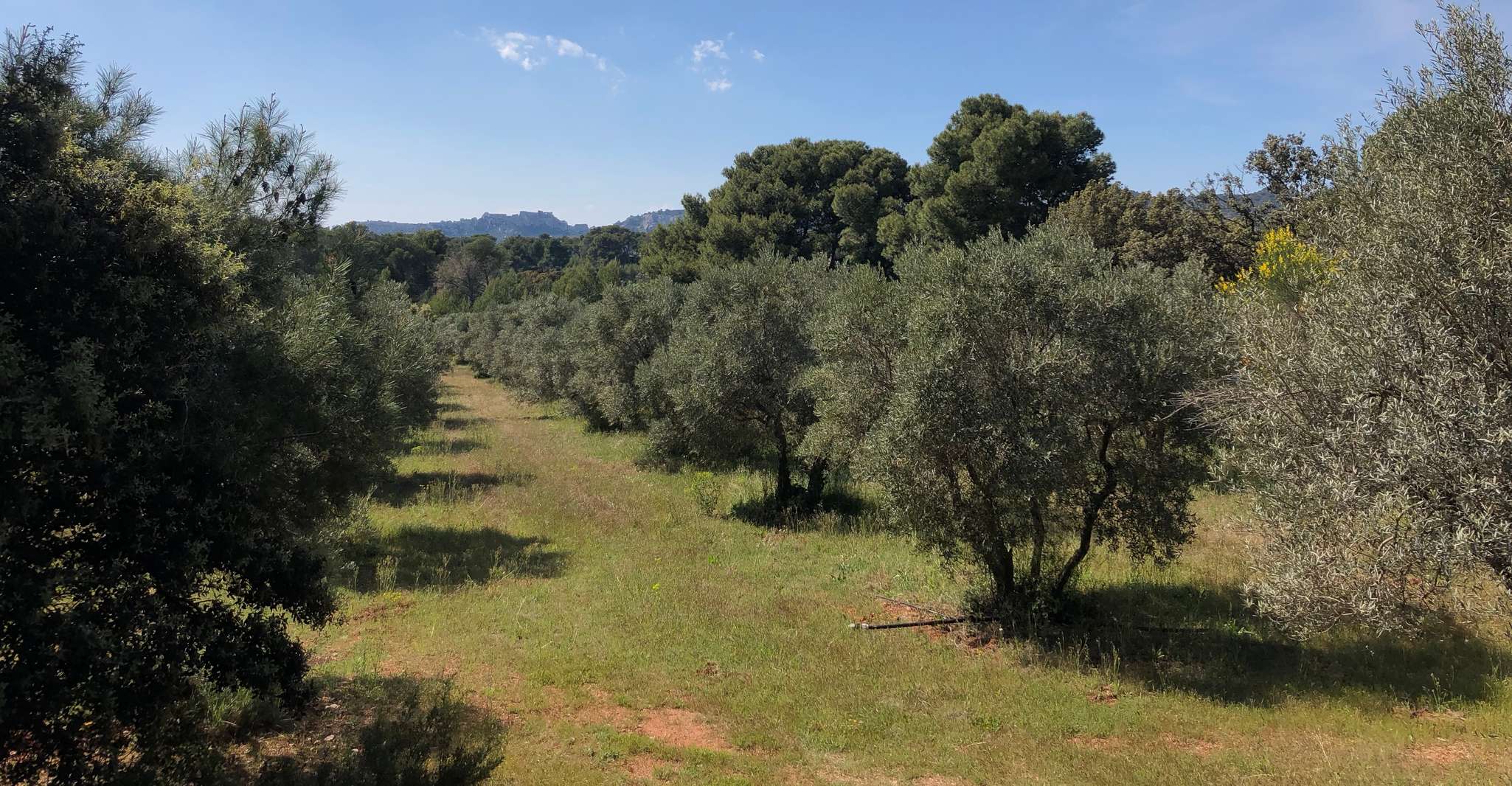 From Arles, Alpilles Regional Park Provence 4x4 Safari - Housity