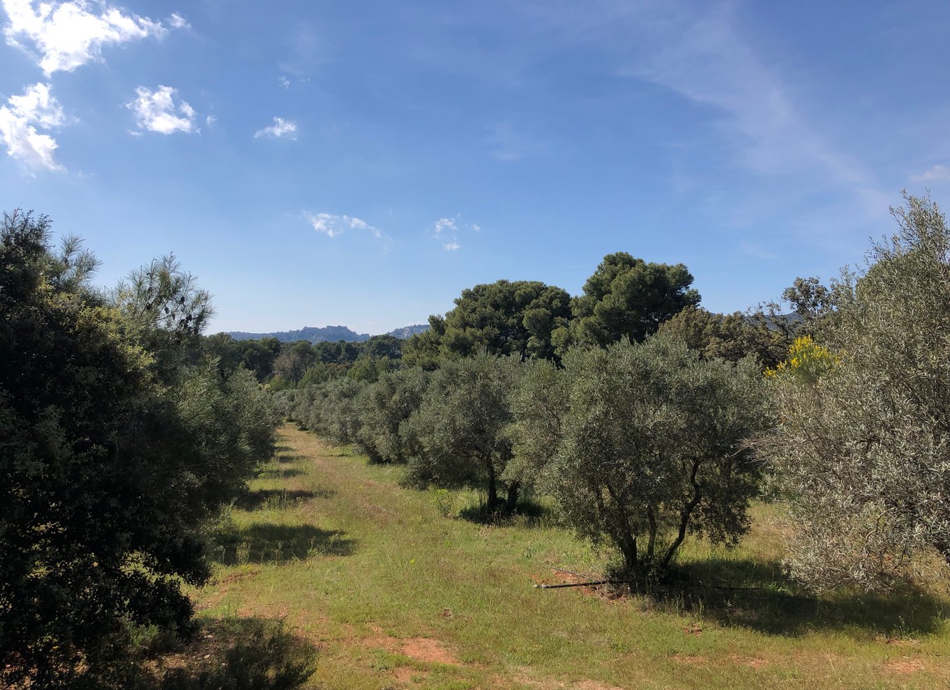 Fra Arles: Alpilles Regional Park Provence 4x4 Safari