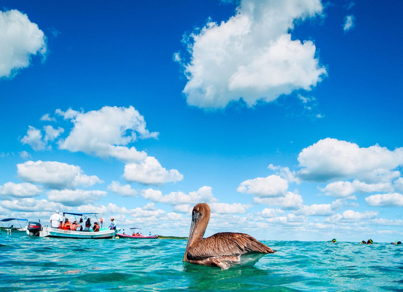 Tulum: Snorkling med skildpadder, koralrev og mayaruiner
