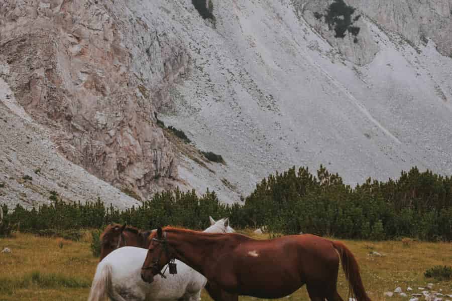 Carson Valley: Reitabenteuer in Nevada mit Picknick. Foto: GetYourGuide Carson Valley: Reitabenteuer in Nevada mit Picknick. Foto: GetYourGuide