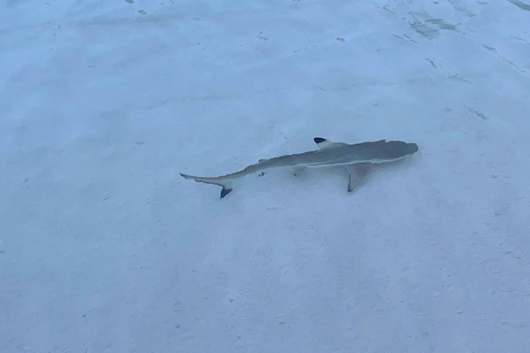 Krabi to Phi Phi Cove: Speedboat & Longtail Island Combo The Essentials