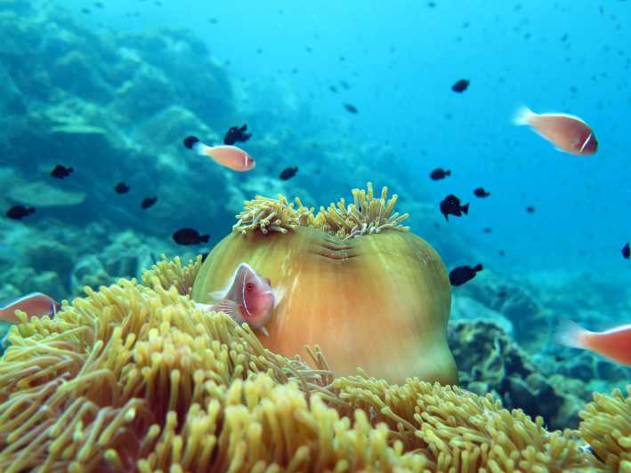 Koh Chang: Heldags snorkletur til korallrev eller skipsvrak