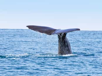 San Diego: Bootsfahrt mit Wal- und Delfinbeobachtung San Diego: Bootsfahrt mit Wal- und Delfinbeobachtung