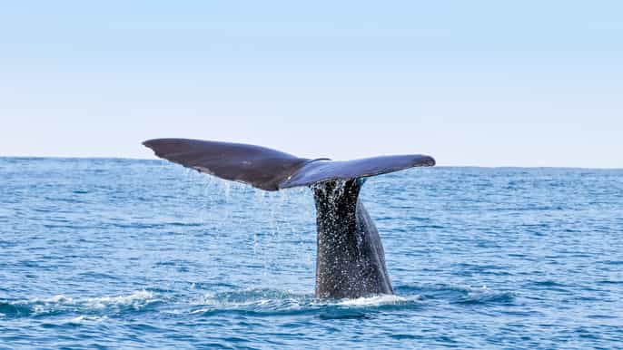 san diego whale and dolphin watching cruises