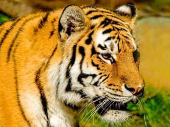 San Francisco: Ticket zum Zoo San Francisco: Ticket zum Zoo