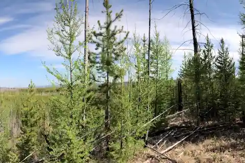 Glacier National Park: Morning Nature Walk