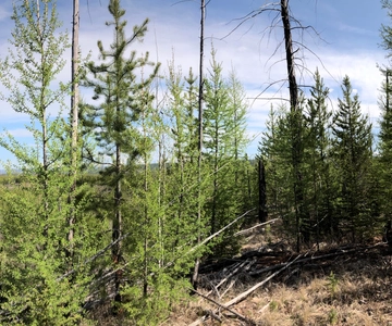 Glacier National Park: Morning Nature Walk