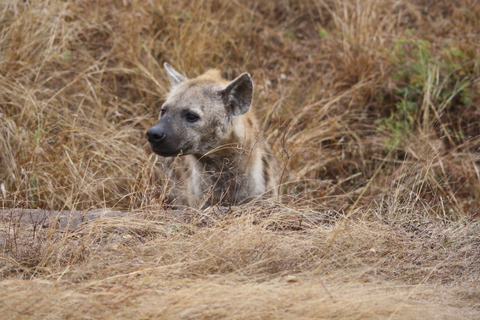 Kruger National Park: Private Chalet Safari 3-Day Safari