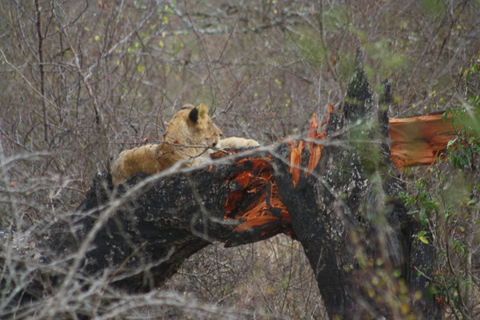 Kruger National Park: Private Chalet Safari 3-Day Safari