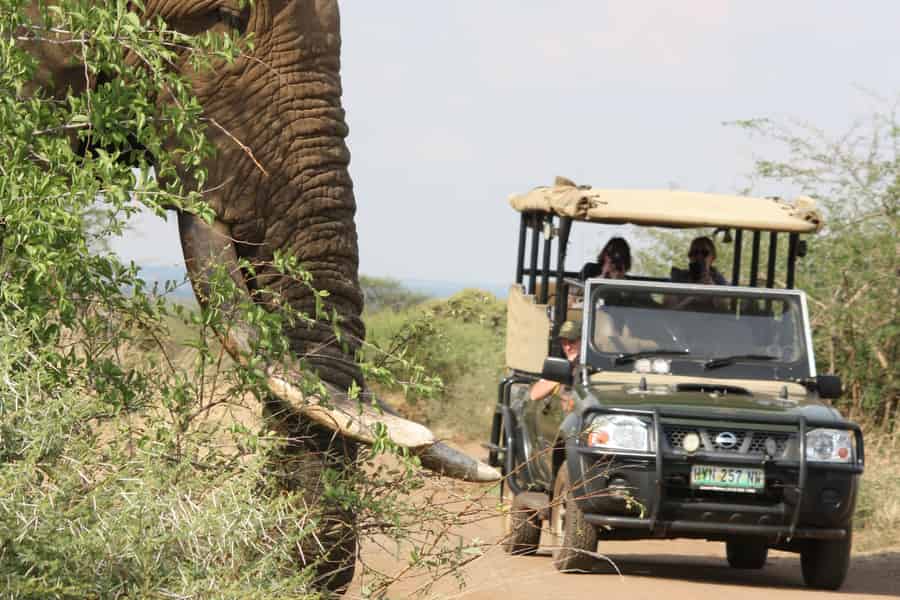 Kruger-Nationalpark: Halbtägige Safari-Tour, privat oder in der Gruppe. Foto: GetYourGuide Kruger-Nationalpark: Halbtägige Safari-Tour, privat oder in der Gruppe. Foto: GetYourGuide