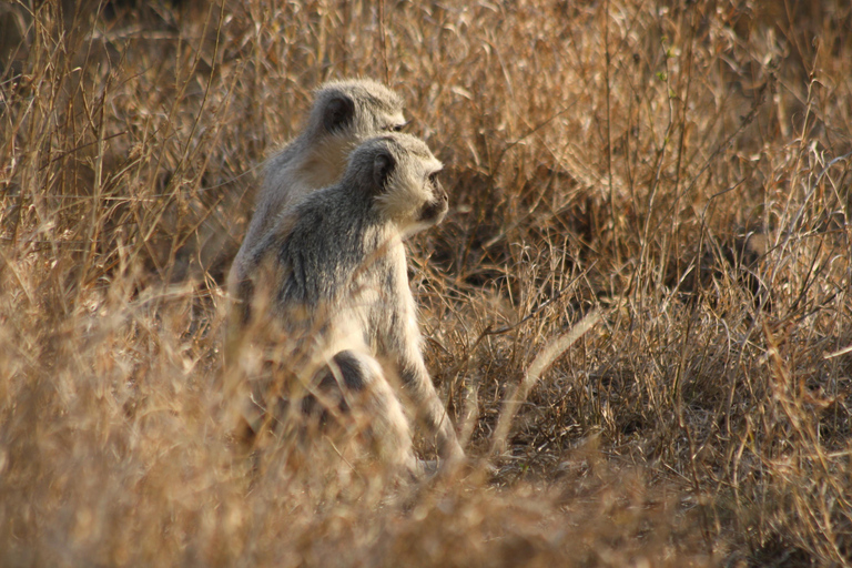 Kruger National Park One Day Safari from Johannesburg