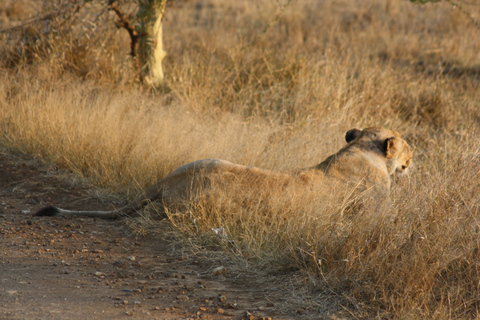 Kruger National Park One Day Safari from Johannesburg