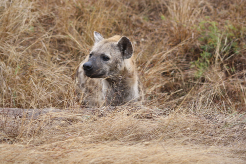 Kruger National Park One Day Safari from Johannesburg