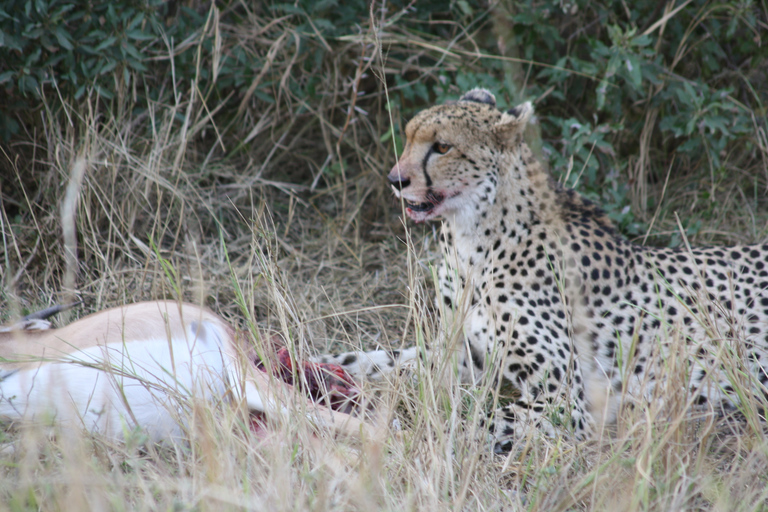 Kruger National Park One Day Safari from Johannesburg