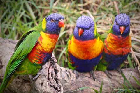 from cairns port douglas wildlife habitat full day tour