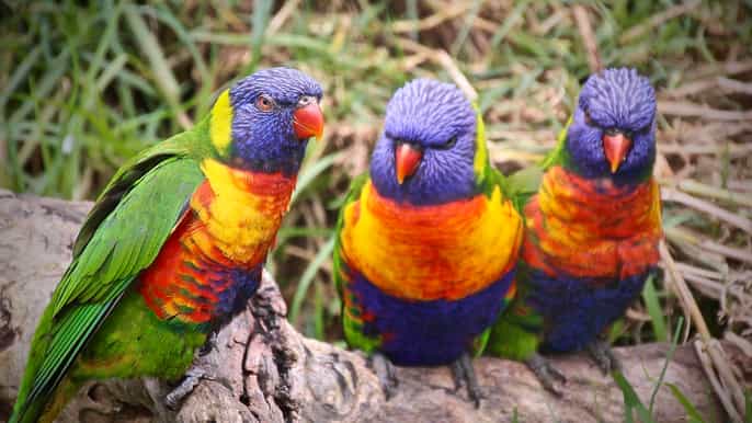 von cairns ganztagestour nach port douglas wildlife habitat
