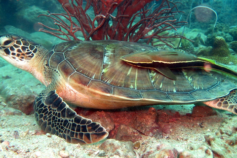 Koh Chang: Snorkeling Trip to Reefs or Wrecks with Lunch Tour with Hotel Transfers: Koh Chang West Coast Hotels Only