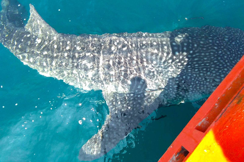 Koh Chang: Snorkeling Trip to Reefs or Wrecks with Lunch Tour with Hotel Transfers: Koh Chang West Coast Hotels Only