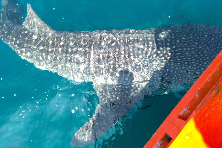 Koh Chang: Snorkeling Trip to Reefs or Wrecks with Lunch Tour with Hotel Transfers: Koh Chang West Coast Hotels Only