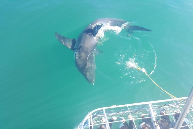 Z Kapsztadu lub Hermanusa: rejs łodzią do nurkowania z klatkami rekinówTylko wycieczka